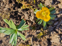 /album/rarity-a-novinky-2026-predjari/eranthis-longistipitata-jpg/